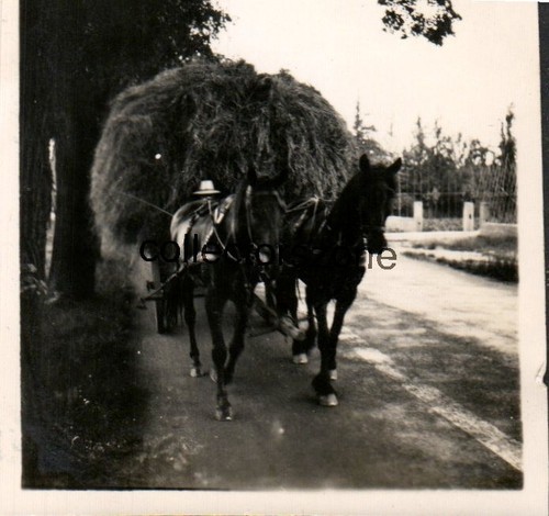1948 german farmer with - farmer, horse