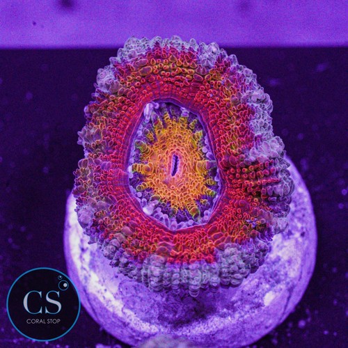 New release cosmic - cs,