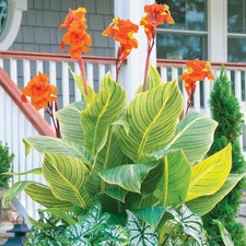 Canna Lily Pretoria Tropicanna