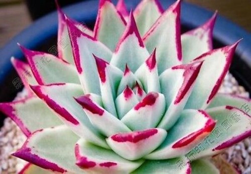 Echeveria agavoides ebony - x,