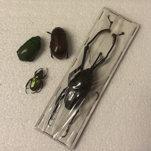 Entomology beetle bundle - entomology,
