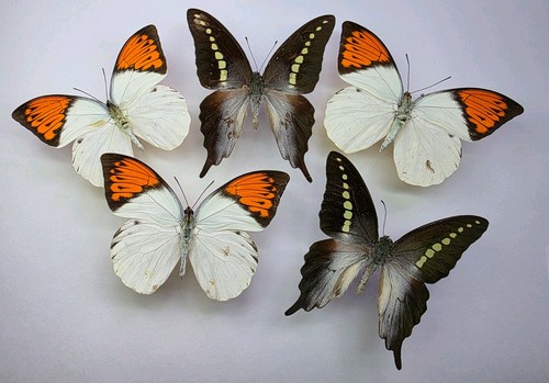 Real butterfly collection - x, 5