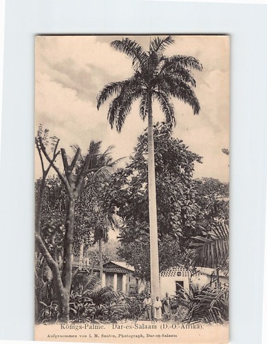 Postcard king palm tree - king's,