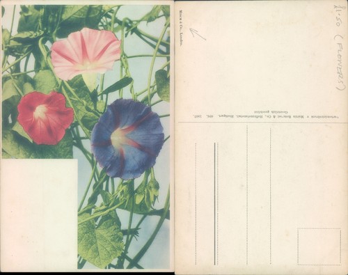 Morning glory flowers raphael - glory,