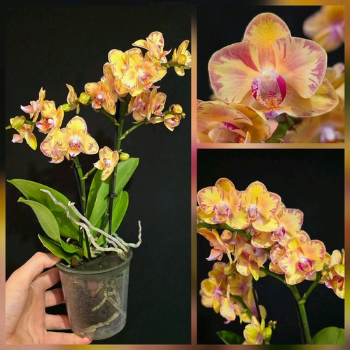 Phalaenopsis limpopo 2 - phalaenopsis, "limpopo"