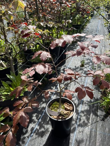 Purple copper beech tree - beech,