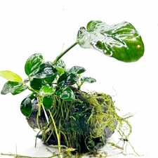 Natural Driftwood with Live Aquarium Plants | Anubias, Bucephalandra & Java Fern