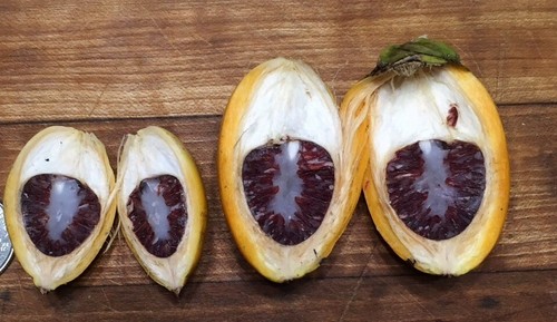 Red betel nut ugam areca - ugam,,