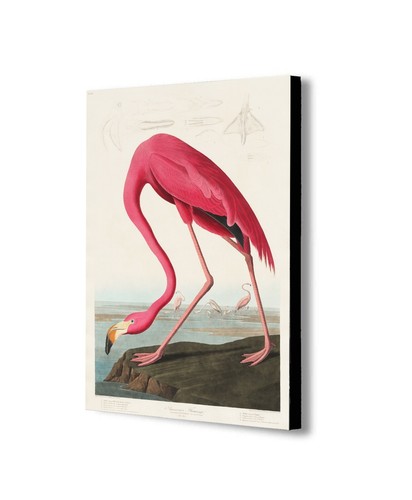 Pink flamingo vintage - -, canvas