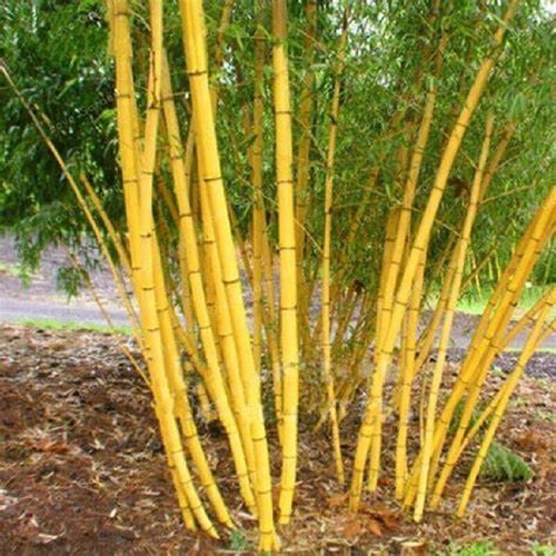 100 light jin xiang - jin, yu