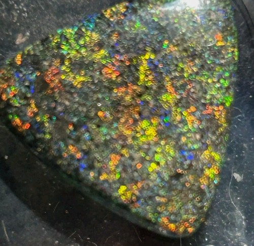 Australian black adamooka - ,