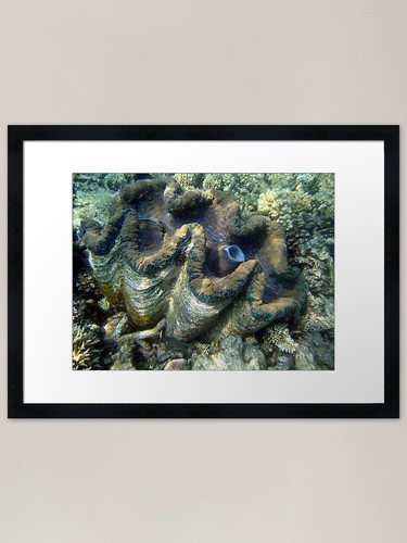 Giant clam framed art print - giant,