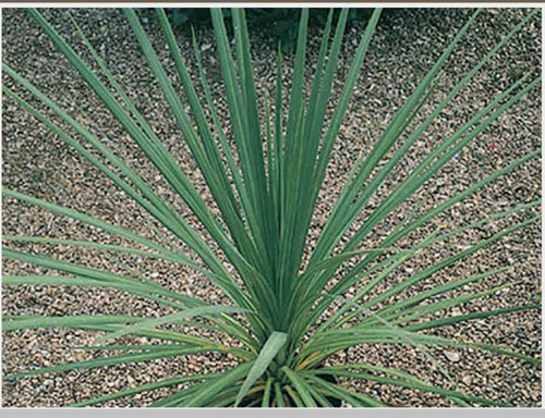 Cordyline plant cabbage palm - plant,