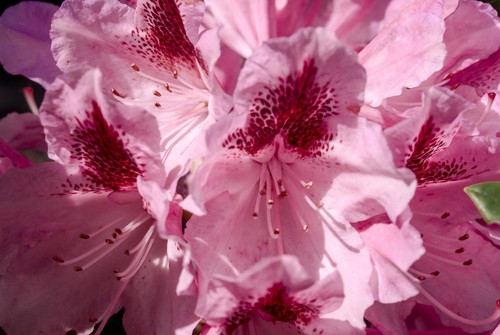 Rhododendron cosmopolitan - rhododendron,