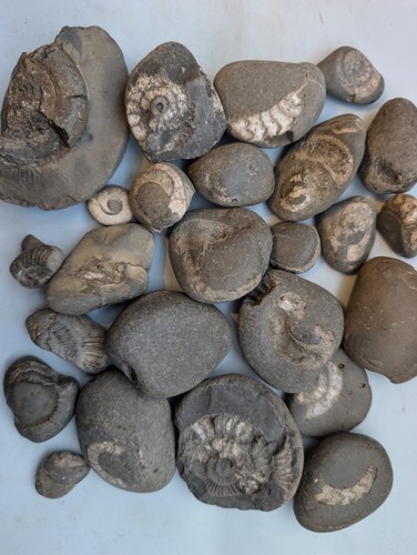 Jurassic ammonite impression - jurassic,