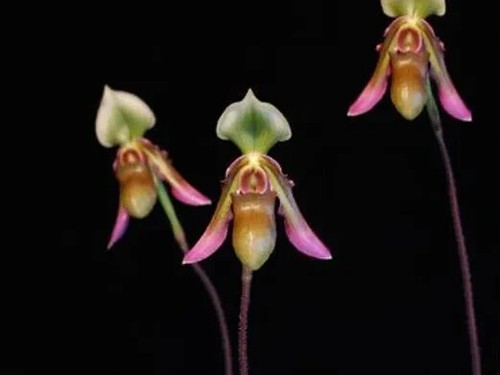 Rare paphiopedilum hookerae - paphiopedilum,