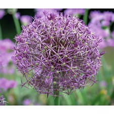 1-20 Giant Purple Allium