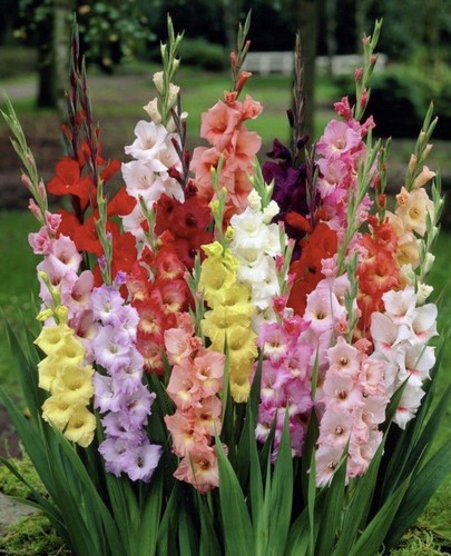 Gladioli large flowering - 50,