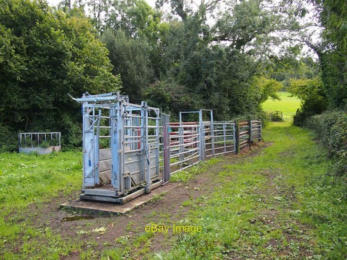 Photo 6x4 cattle - photo, crush