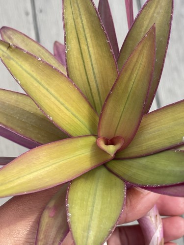 Tradescantia spathacea - tradescantia,