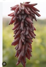 Witch Finger  Grape Vine Plant (Vitis vinifera) – Sweet Seedless Dessert Variety