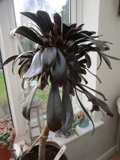 Aeonium swarkoft plant black