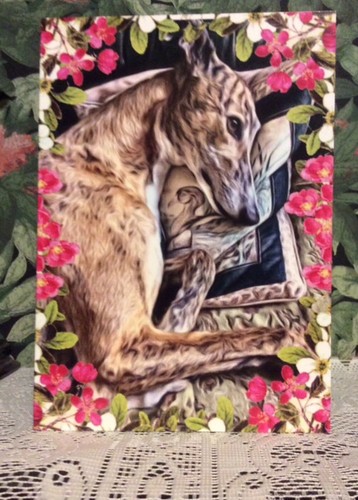 Greyhound lurcher - ,,