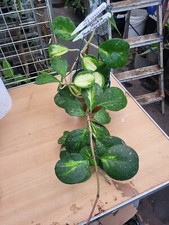 HOYA OBOVATA VARIEGATED +