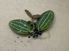 Dischidia Ovata Watermelon