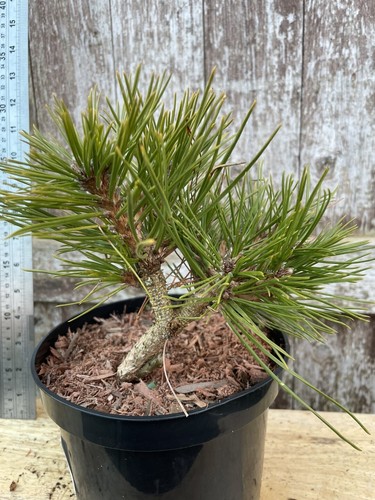 Japanese red pine jane - pine, 'jane
