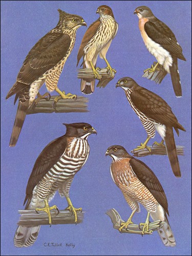 1968 vintage print crested - 1968,