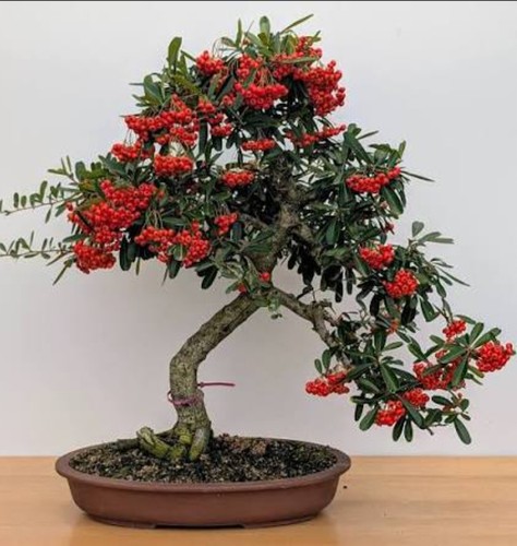 Hardy flowering pyracantha - flowering,