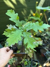 General Pulaski Oak tree, Oak, Quercus, Ornamental, bonsai