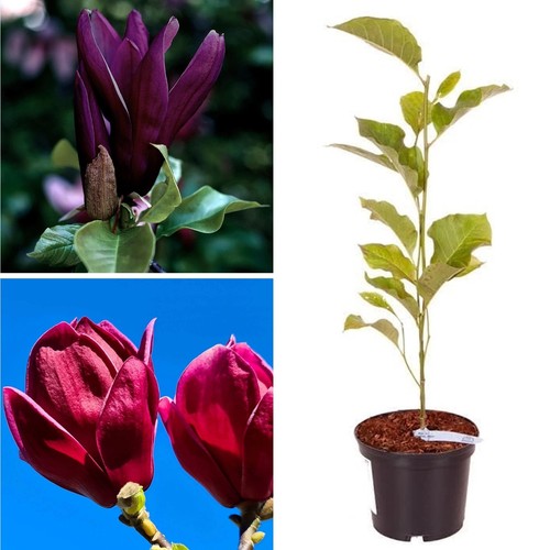 Magnolia genie purple black - magnolia,
