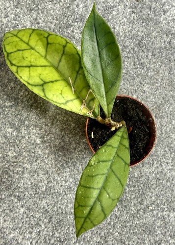 Hoya callistophylla - hoya,