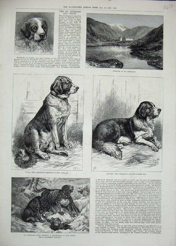 Old antique print bernard - old,