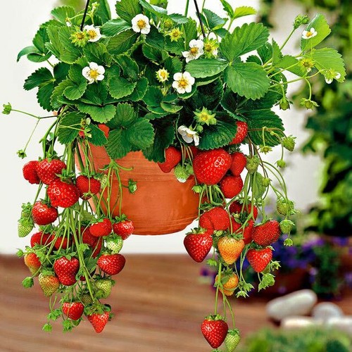 Strawberry fresca seeds - strawberry,