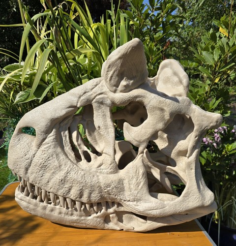 Life size carnotaurus skull - life-size,