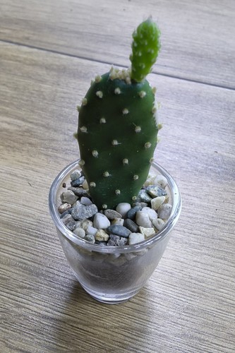 Opuntia quitensis prickly pear - quitensis,