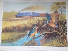 Alan Ward 'Kingfisher Country'