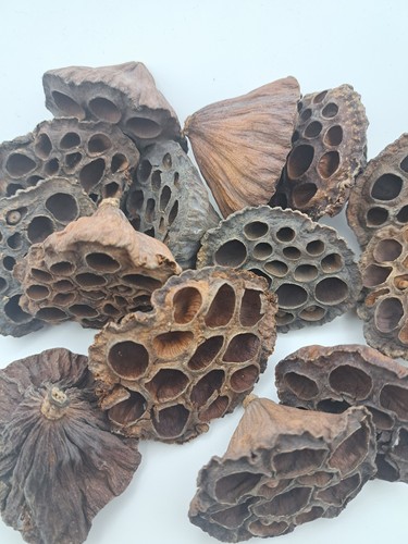 Lotus pods pet - x5,