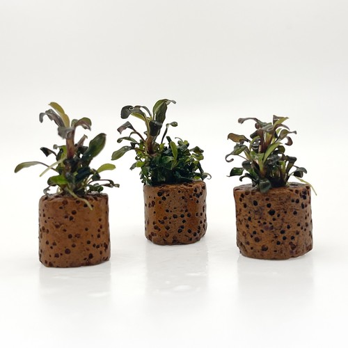 Bucephalandra red - x, –