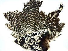 A grade grizzly hen capes natural colours for craft soft hackles fly fishing