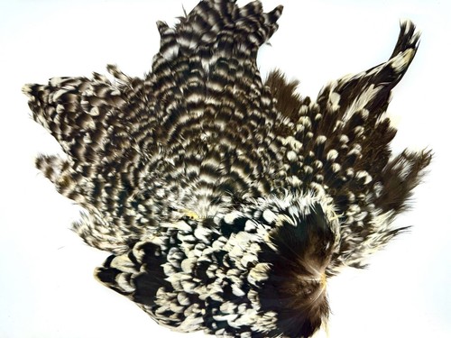Grade grizzly hen capes - a,