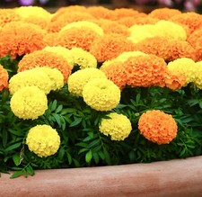150x African Marigold Calando Dwarf Mix Seeds - Flower