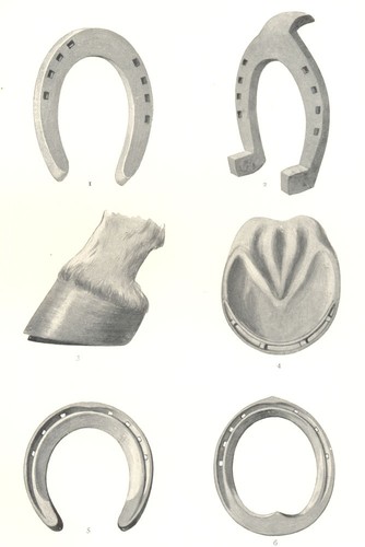 Horse shoes fore shoe - horse, shoes.