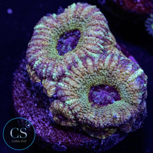 Electric halo asian acan - electric,