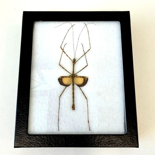 Framed preserved real stick - preserved,