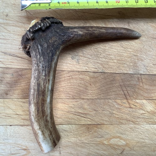 Deer antler walking stick top - deer,