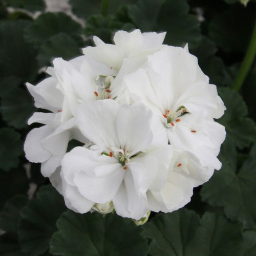 Geranium zonal moonlight - zonal, 'moonlight
